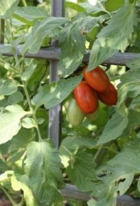 traditional-victory-garden